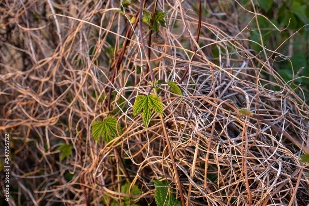 Green leaves twisted forest branches Green leaves twisted forest branches
