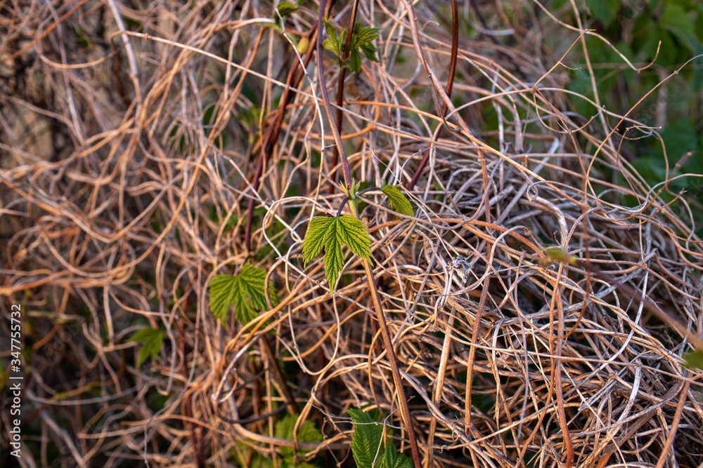 Green leaves twisted forest branches