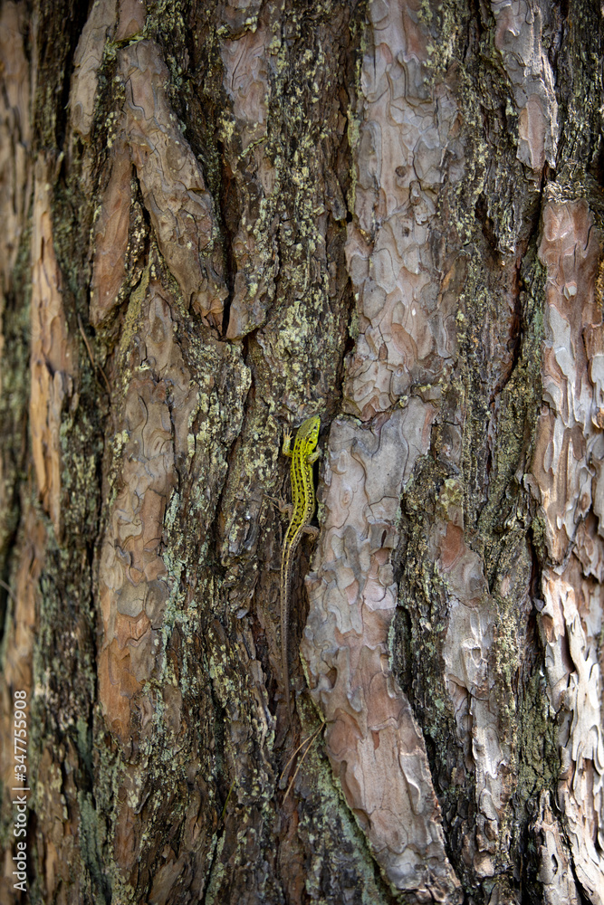Obraz premium Green lizard on a coniferous tree