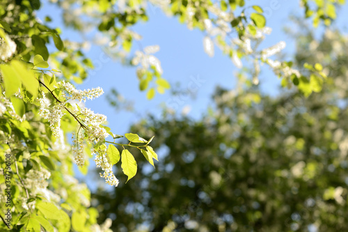 Blooming bird cherry tree on a sunny spring day. Natural background