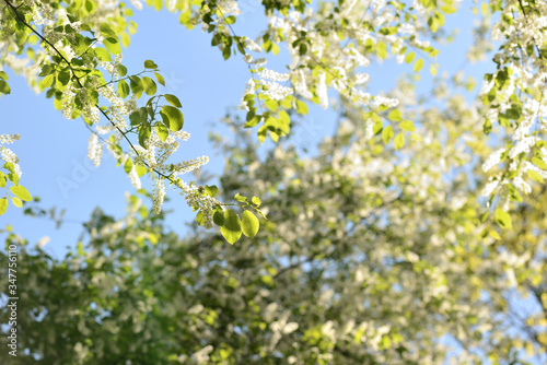 Blooming bird cherry tree on a sunny spring day. Natural background