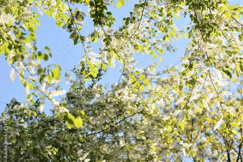 Blooming bird cherry tree on a sunny spring day. Natural background
