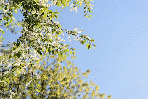 Blooming bird cherry tree on a sunny spring day. Natural background