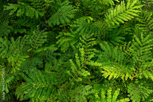 Beautiful leaf in the garden. Soft light in thegarden