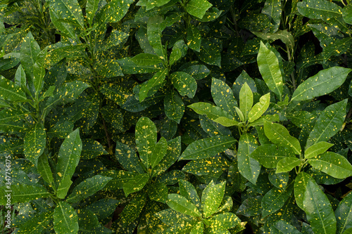 Beautiful leaf in the garden. Soft light in thegarden