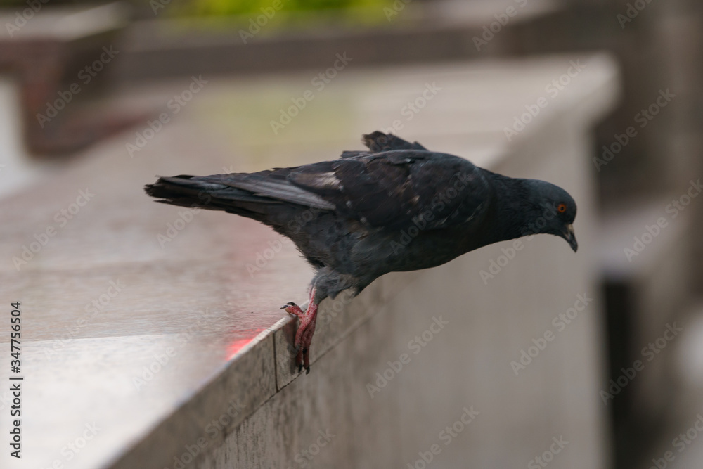 Obraz premium Details of the takeoff of pigeon. He rests his paws on a marble parapet. And about to flap its wings. Coronavirus pandemic time in the Moscow city.