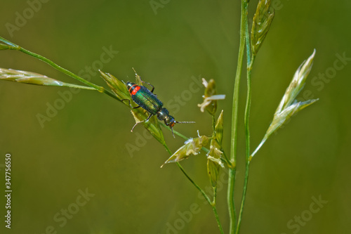 green beetle on a blade of grass