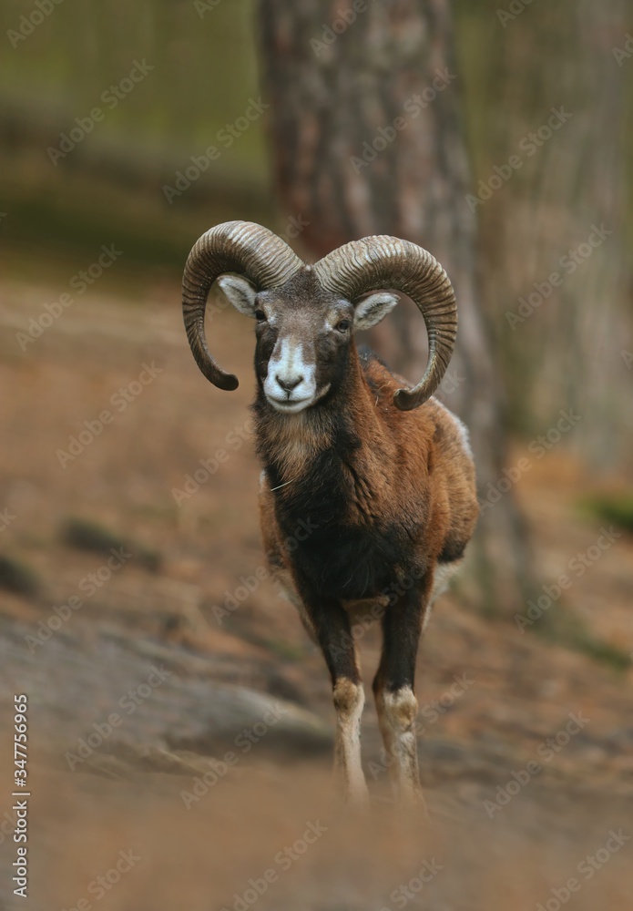 mouflon (Ovis orientalis orientalis) close up portrait. Close-up portrait of mammal with big horn, Czech Republic. mouflon (Ovis orientalis orientalis) close up portrait. Close-up portrait of mammal with big horn, Czech Republic.