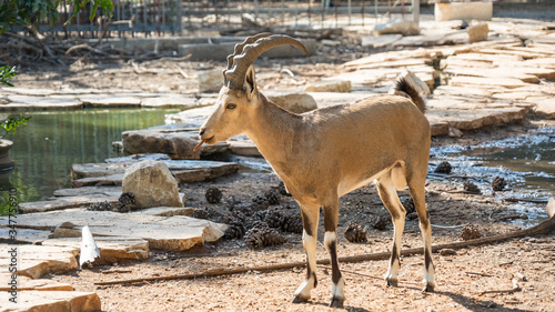 Mountain Goats in the Yarkon Park. Tel Aviv, Israel.