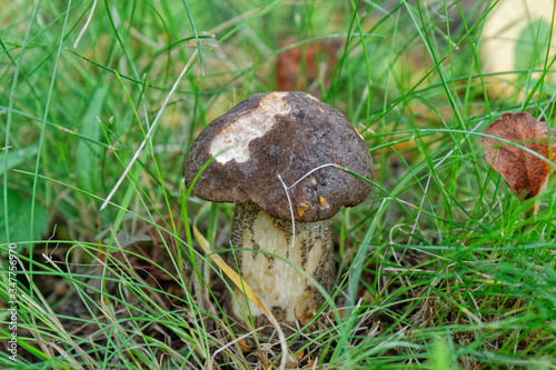 small mushroom among the grass