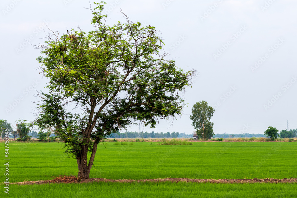 A tree with small branches and leaves and green rice fields. A tree with small branches and leaves and green rice fields.