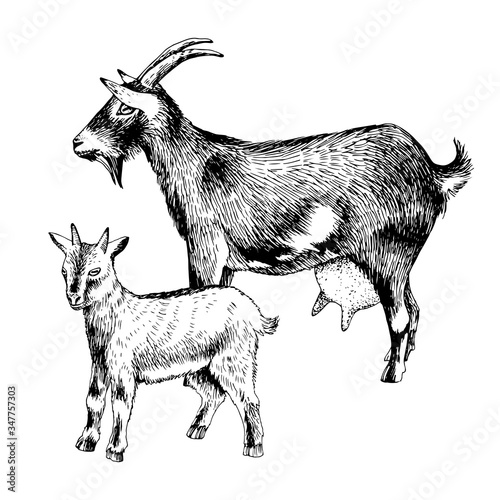 Hand drawn goat with goatling. Farm animals familie.