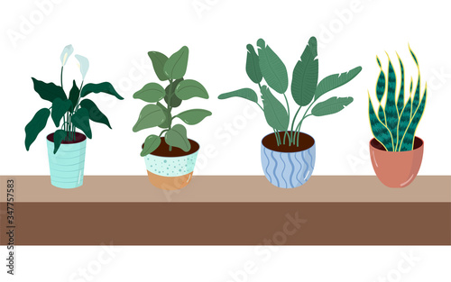 Indoor plants on the table. Handmade vector graphics. Ficus, potted banana, Spathiphyllum, sansevieriya.