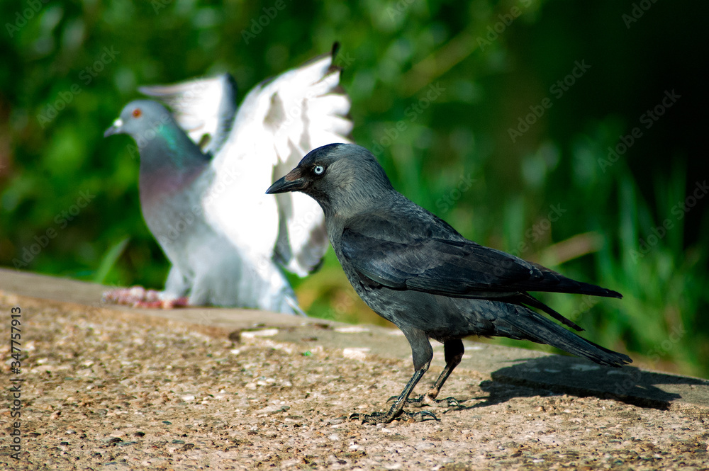 Fototapeta premium Raven on the bank of a river.