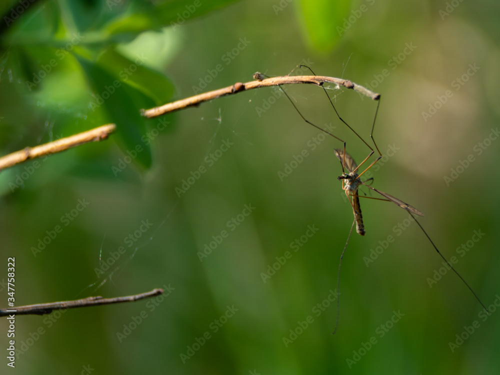 Insect holding a branch, instect picture perfect for a background, green grass on a meadow in back, mosquito sitting on a tree, macro photopgraphy, close-up for an instect, texture Insect holding a branch, instect picture perfect for a background, green grass on a meadow in back, mosquito sitting on a tree, macro photopgraphy, close-up for an instect, texture