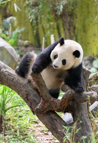 Fototapeta Naklejka Na Ścianę i Meble -  Cute panda resting on the tree