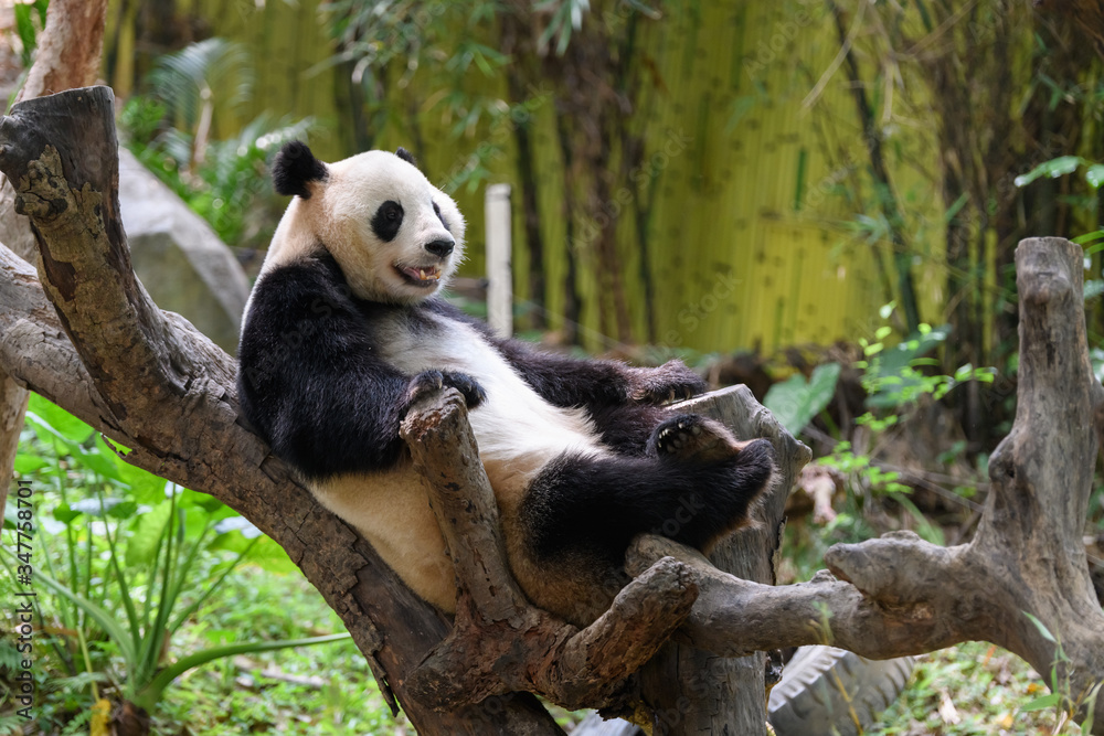 Obraz premium Cute panda resting on the tree