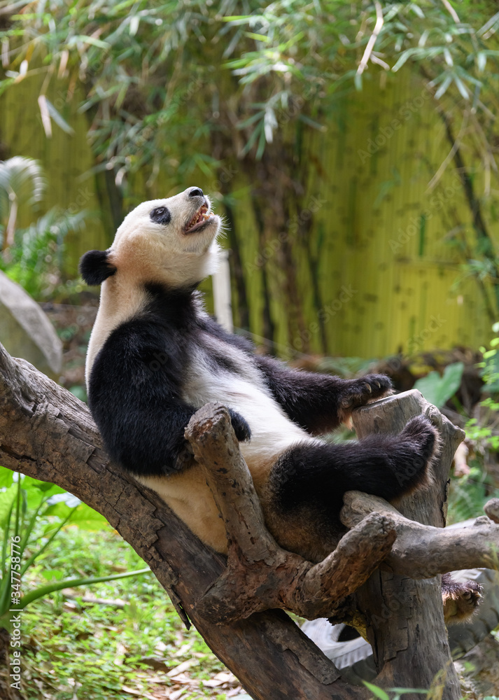 Obraz premium Cute panda resting on the tree