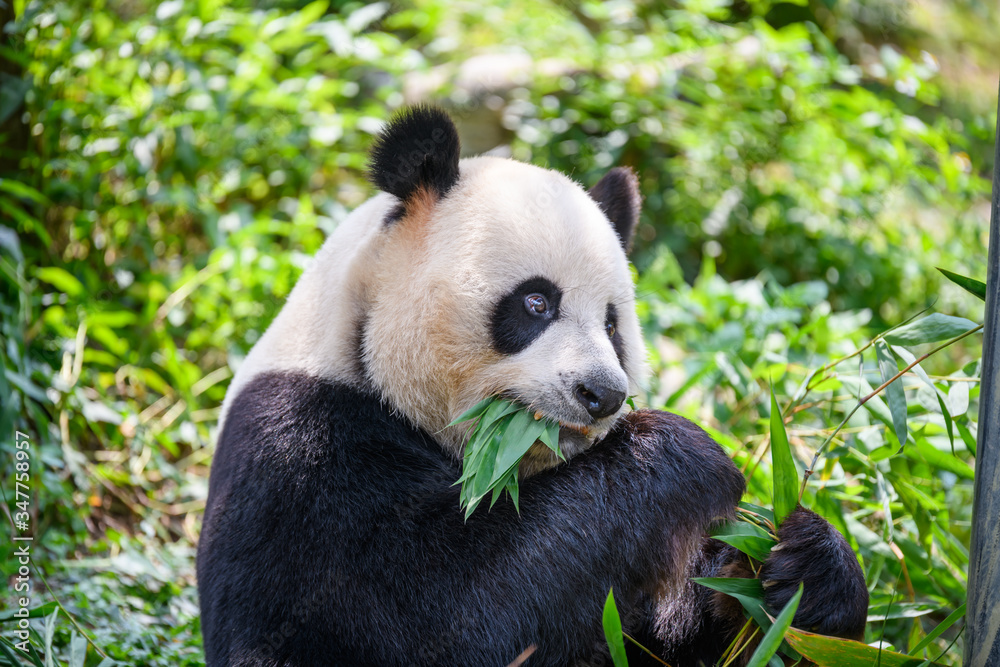 Obraz premium Cute panda eating bamboo leaves
