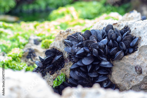 Photography Many tiny black mussel shells in a group on a rock near the sea
