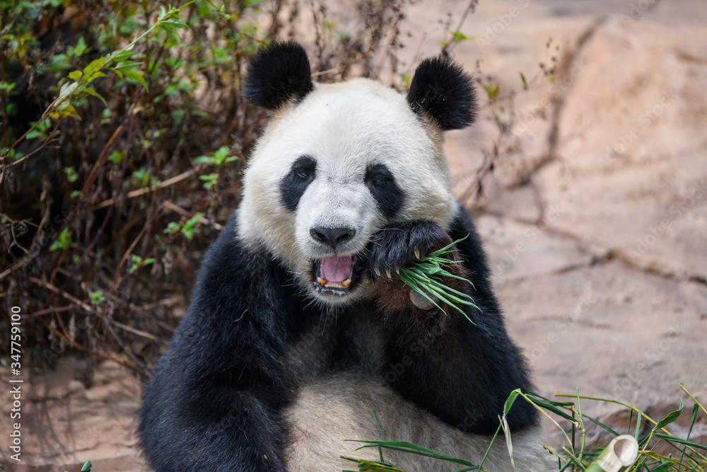Cute panda eating bamboo leaves Cute panda eating bamboo leaves