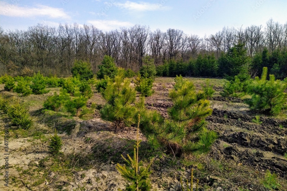 Forestry field in village at sunny spring day Forestry field in village at sunny spring day