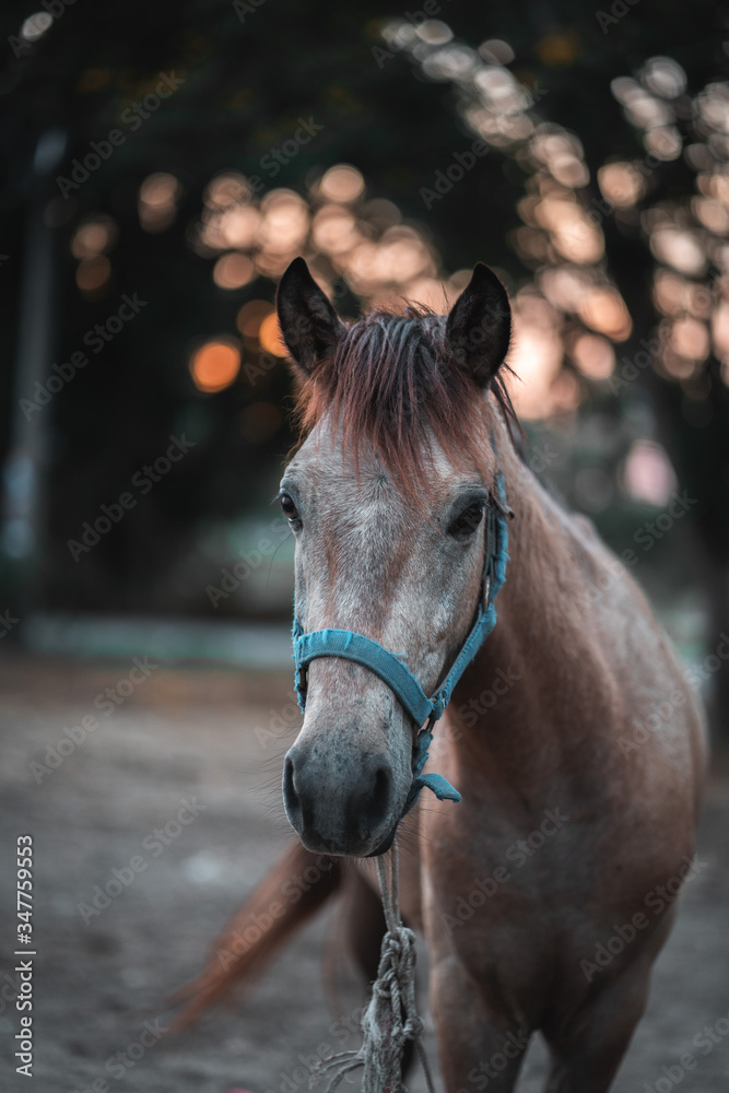 Obraz premium Horse on nature. Portrait of a horse, brown horse