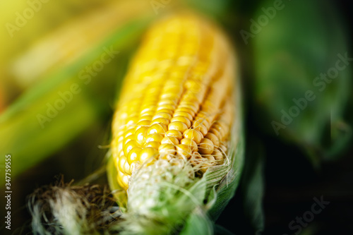 Canvastavla Fresh corn on cobs on rustic wooden table, closeup