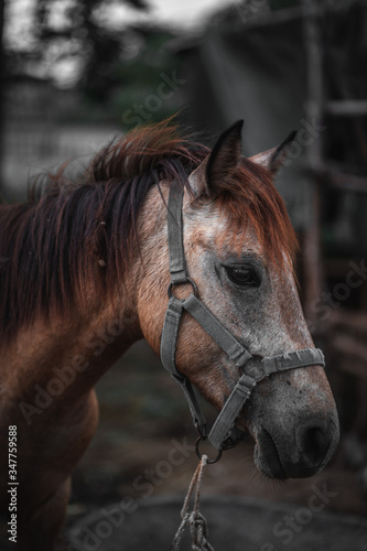 Horse on nature. Portrait of a horse, brown horse