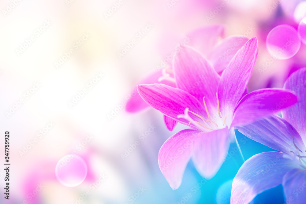 soft purple rain lilly flower romance background soft purple rain lilly flower romance background