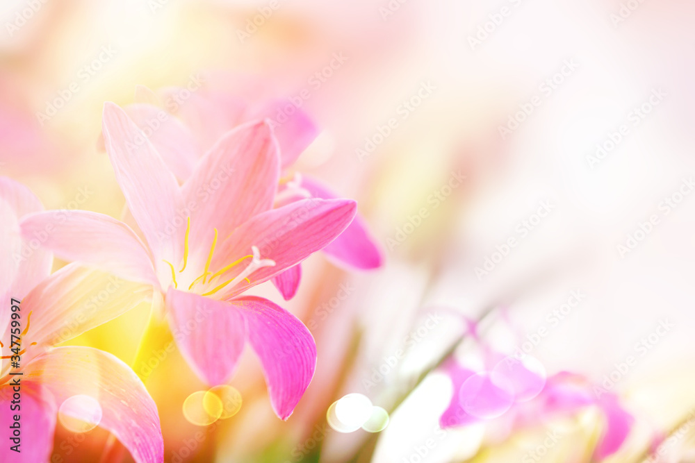 soft pink rain lilly flower romance background