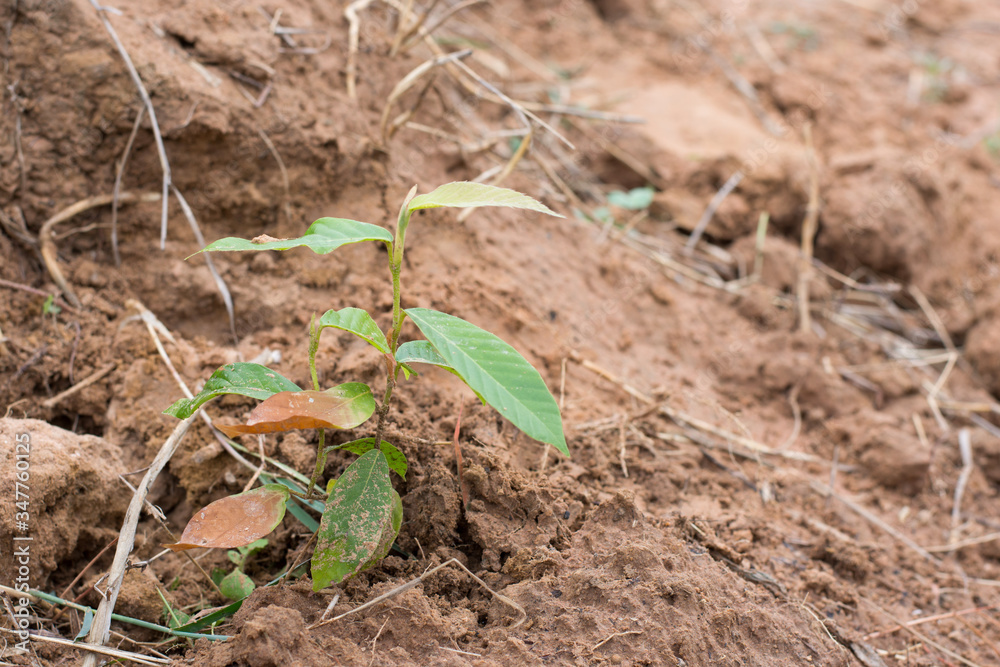 small plant in the ground small plant in the ground