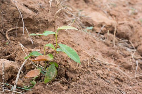 Wallpaper Mural small plant in the ground Torontodigital.ca