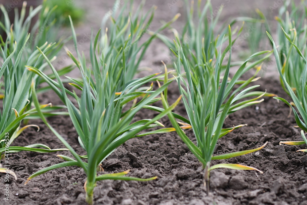 Vegetable bed with young plants of garlic. Selective focus. Vegetable bed with young plants of garlic. Selective focus.