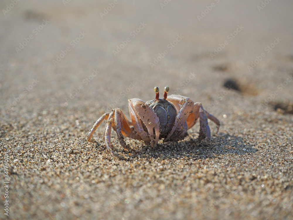 Sand crab on the beach close up in the morning