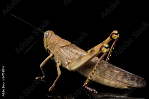 Javanese Grasshopper (Valanga nigricornis ) isolated on black background. photo