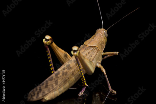 Javanese Grasshopper (Valanga nigricornis ) isolated on black background. photo