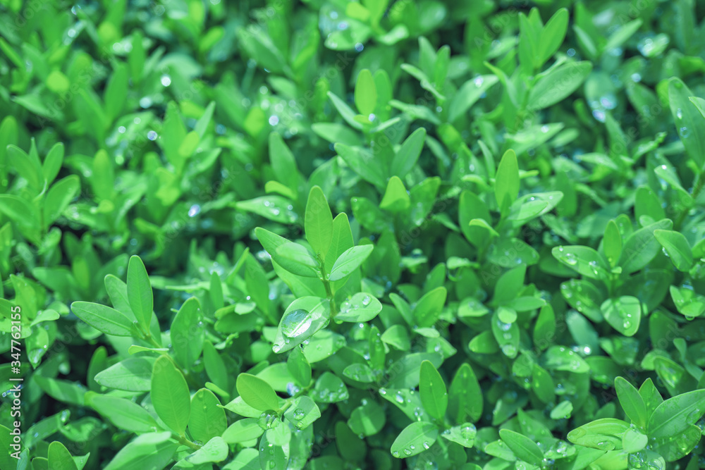 Bright young boxwood leaves in drops of water after rain. Bright young boxwood leaves in drops of water after rain.