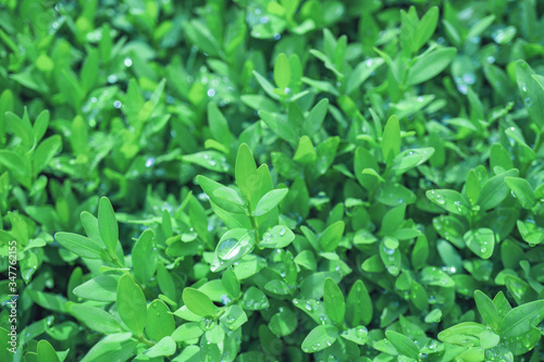 Wallpaper Mural Bright young boxwood leaves in drops of water after rain. Torontodigital.ca