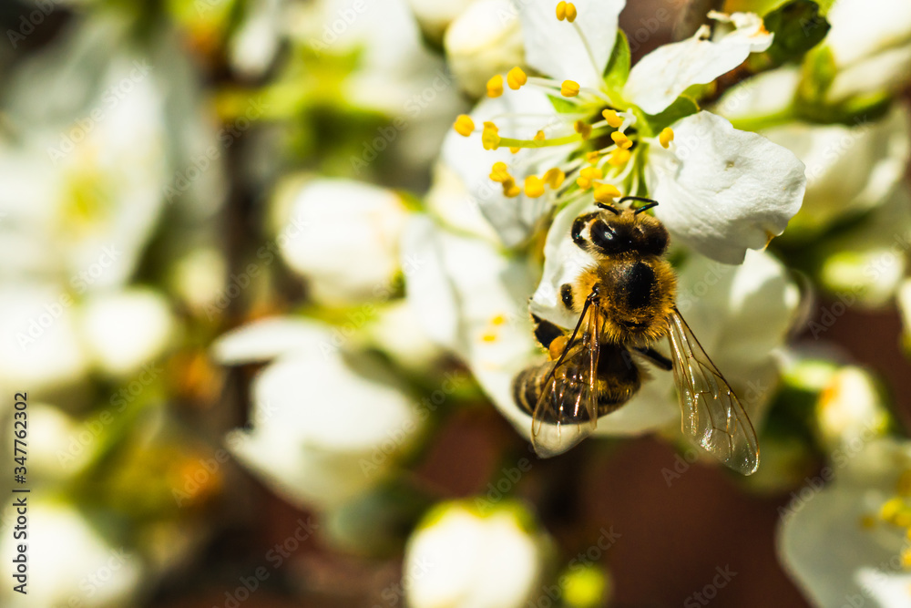 Bee on a white flower close-up
