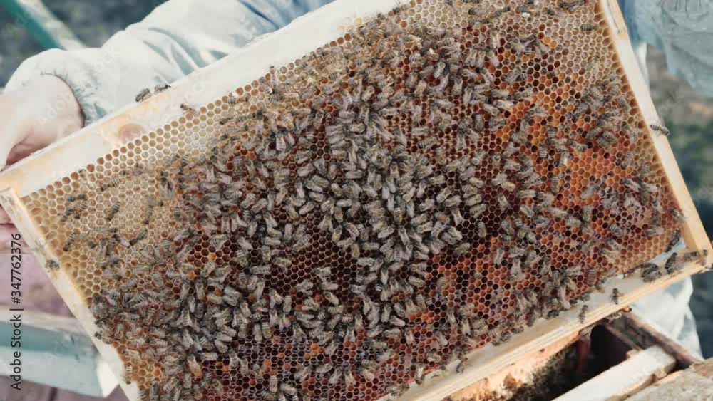 Bees crawl along the frame with honey Bees crawl along the frame with honey