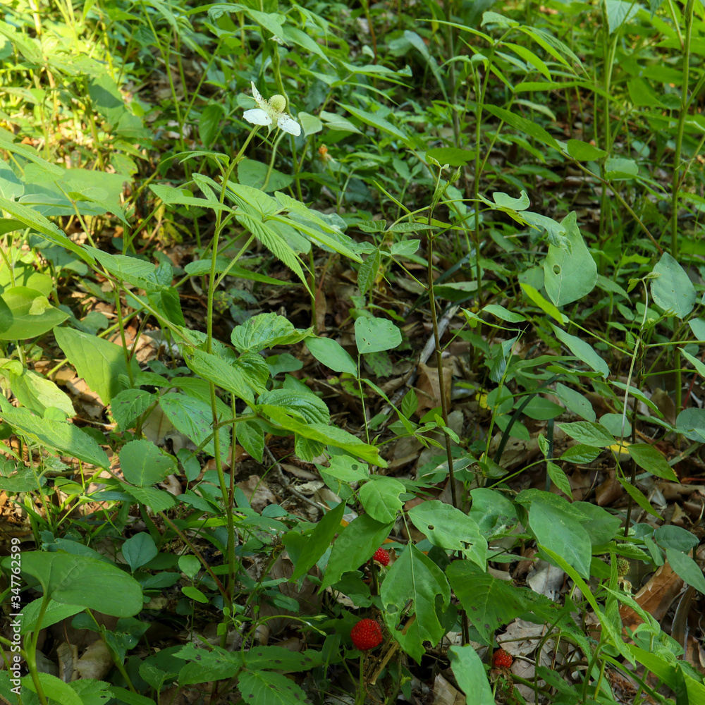 野いちごの花と実(クサイチゴ) 野いちごの花と実(クサイチゴ)