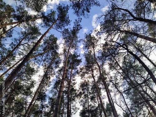 Tall trees in forest at sunny spring day