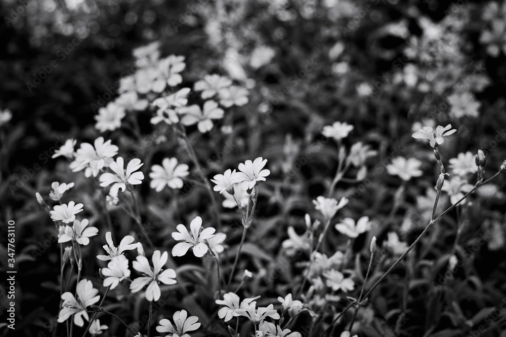 Fototapeta premium 'Stellaria media' also known as Common Chickweed, is an annual and perennial flowering plant in the family Caryophyllaceae with white little flowers (Italy, Europe)