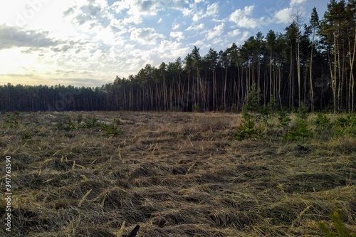 Meadow in forest at sunny spring day