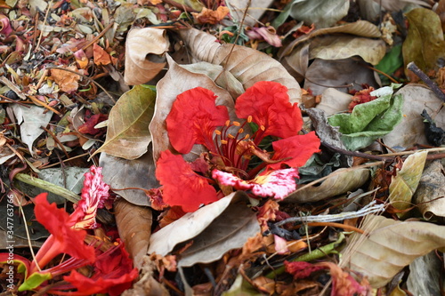 autumn leaves on the ground flame boyant petal photo