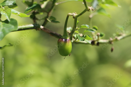 Green dalle chilli or round chilli on plant photo