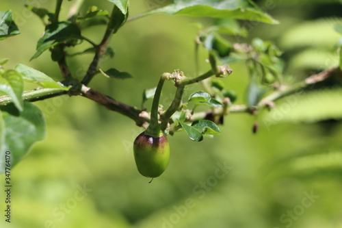 Green dalle chilli or round chilli on plant photo