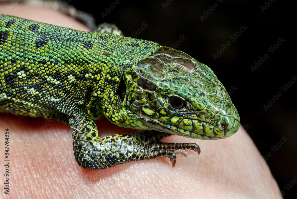 Fototapeta premium Wild green lizard.