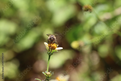 Indian honey bee, Apis cerana on Tick weed flower 